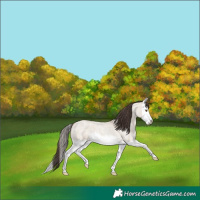 Horse Color:Classic Champagne Roan Dun Splash 