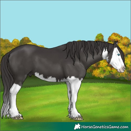 Horse Color:White Spotted Smoky Black Splash 