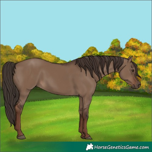 Horse Color:Liver Red Dun Rabicano 