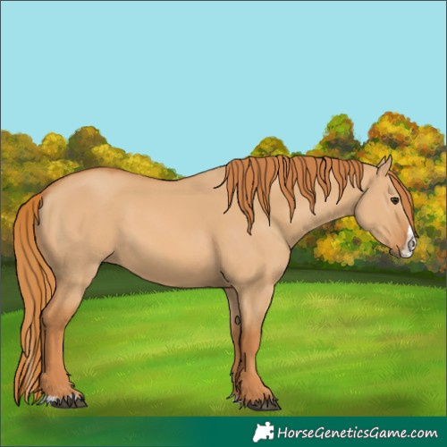 Horse Color:Red Dun Splash 