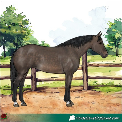 Horse Color:Brown Dun Rabicano 