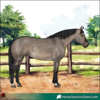 Horse Color:Brown Dun Rabicano 