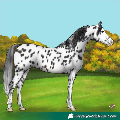 Horse Color:Brown Sabino Splash Appaloosa