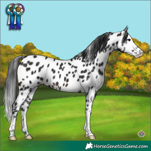 Horse Color:Brown Sabino Splash Appaloosa 