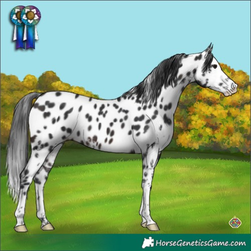 Horse Color:Brown Sabino Splash Appaloosa 