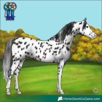 Horse Color:Brown Sabino Splash Appaloosa 