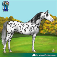 Horse Color:Brown Sabino Splash Appaloosa 