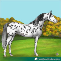 Horse Color:Brown Sabino Splash Appaloosa 