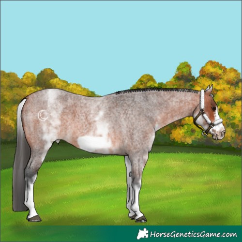 Horse Color:White Spotted Brown Roan Frame 