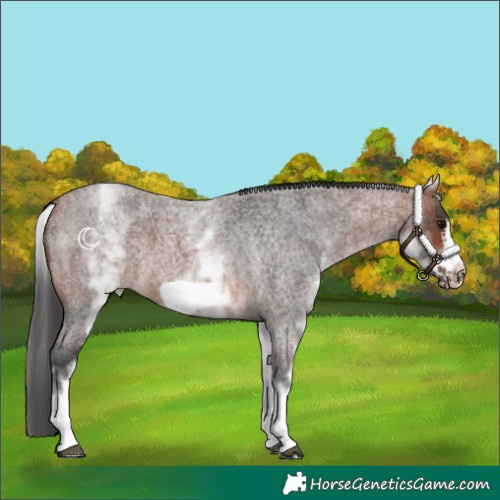 Horse Color:White Spotted Brown Roan Frame 