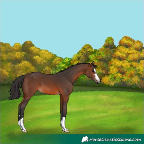 Horse Color:Brown