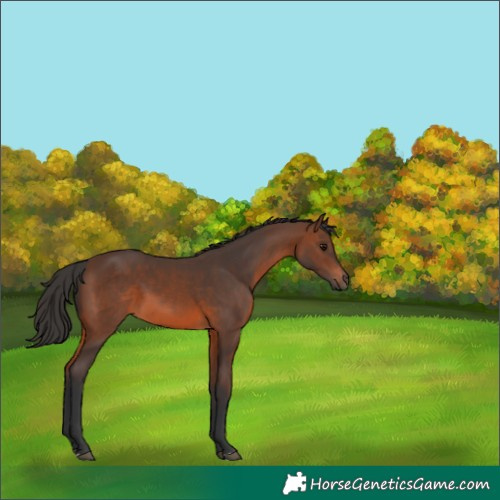 Horse Color:Brown 