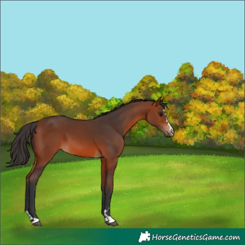 Horse Color:Bay 