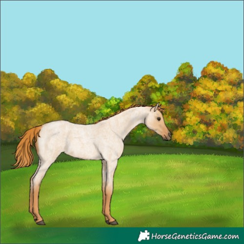 Horse Color:Red Dun Roan 