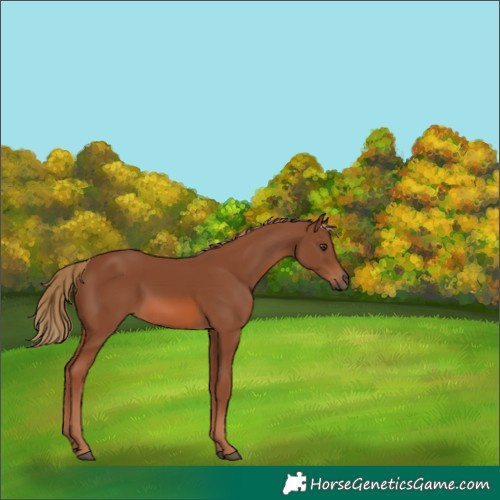 Horse Color:Chestnut 