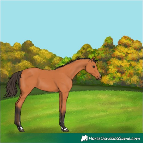 Horse Color:Bay 