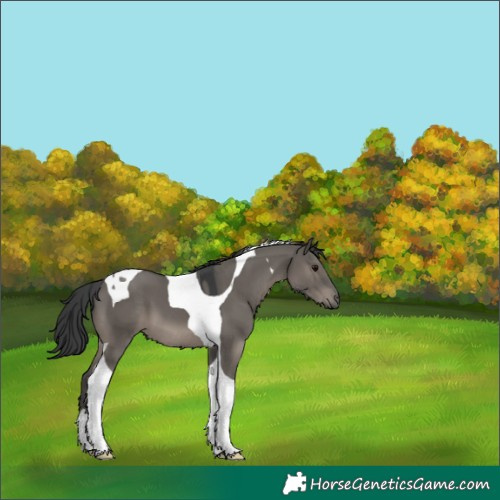 Horse Color:Grullo Tobiano 