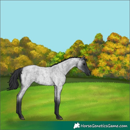 Horse Color:Blue Roan 