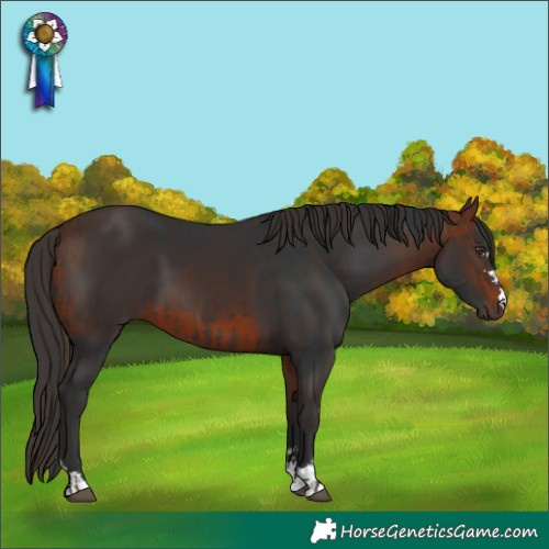 Horse Color:Liver Chestnut  and Bay 