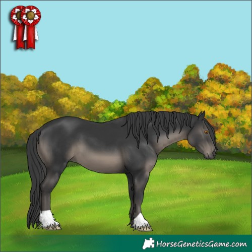 Horse Color:Black 