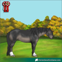 Horse Color:Black 