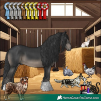 Horse Color:Black 