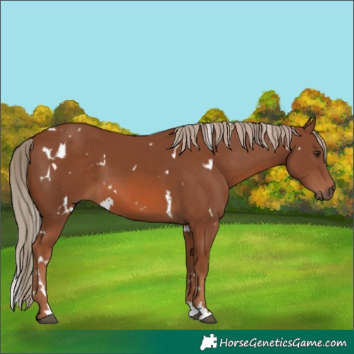 Horse Color:White Spotted Chestnut 