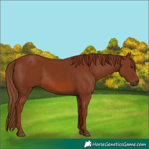 Horse Color:Chestnut 