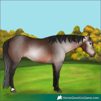 Horse Color:Gray Bay 
