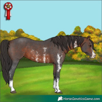 Horse Color:Brown Sabino