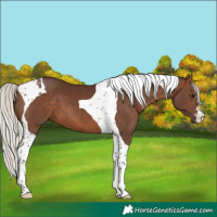 Horse Color:Silver Brown Tobiano 