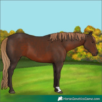 Horse Color:Liver Chestnut 