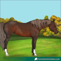 Horse Color:Liver Chestnut
