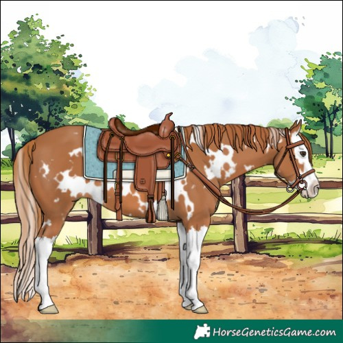 Horse Color:White Spotted Chestnut Splash 