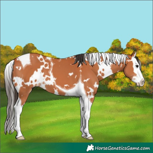 Horse Color:White Spotted Bay Splash Tobiano 