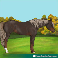 Horse Color:Liver Chestnut 