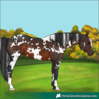 Horse Color:White Spotted Brown