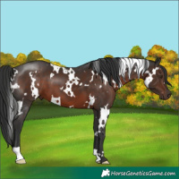Horse Color:White Spotted Liver Chestnut 