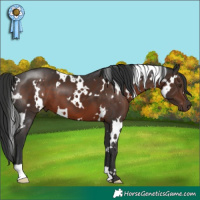 Horse Color:White Spotted Liver Chestnut 