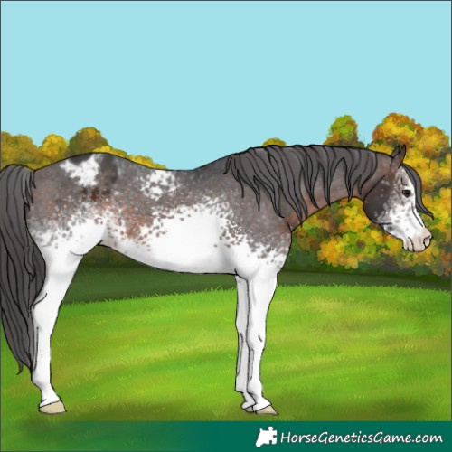 Horse Color:White Spotted Bay Appaloosa 