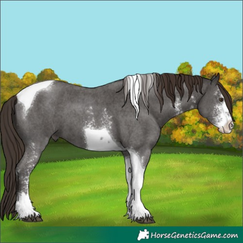 Horse Color:Liver Chestnut Sabino Tobiano 