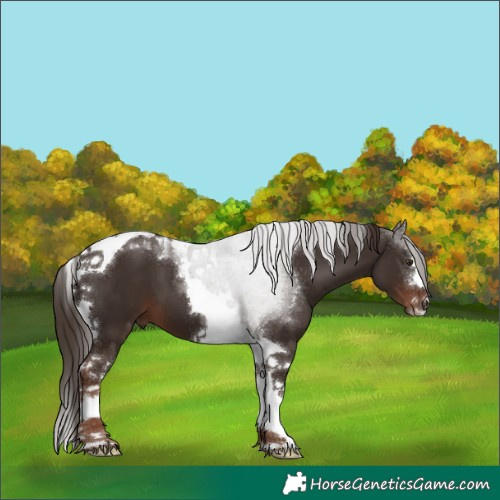 Horse Color:White Spotted Liver Chestnut Tobiano 
