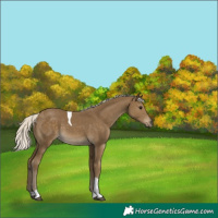 Horse Color:Silver Smoky Black Tobiano 