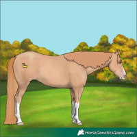 Horse Color:Gold Champagne Splash 