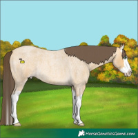 Horse Color:Amber Cream Champagne Roan Splash Rabicano