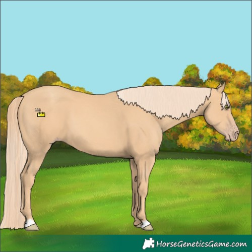Horse Color:Gold Champagne 