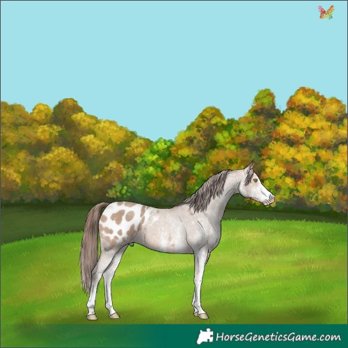 Horse Color:White Spotted Sable Champagne Appaloosa 
