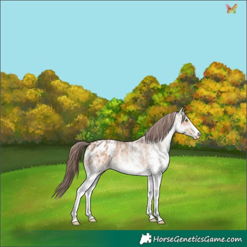 Horse Color:White Spotted Amber Champagne Appaloosa