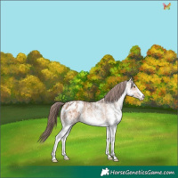 Horse Color:White Spotted Amber Champagne Appaloosa 