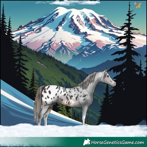 Horse Color:White Spotted Brown Blanket 